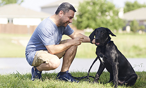 Problemas de la próstata en perros